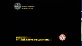 SB150CH01 - 6 INCH SHELL - WIZARD FIREWORKS - PS6013