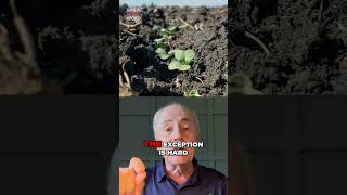 Wheat &amp; Canola: Sulfur Application Strategy Explained #shorts