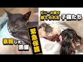 【緊急保護】道端に倒れていた小さな黒猫とビニール袋に捨てられた生まれたばかりの子猫たち