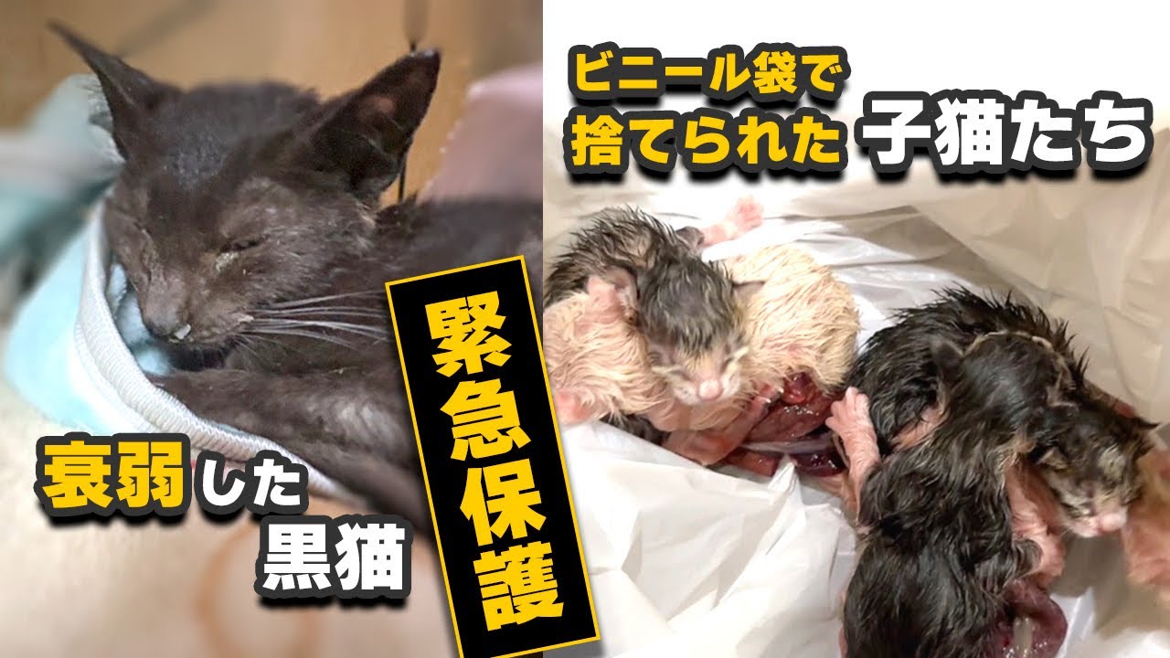 【緊急保護】道端に倒れていた小さな黒猫とビニール袋に捨てられた生まれたばかりの子猫たち
