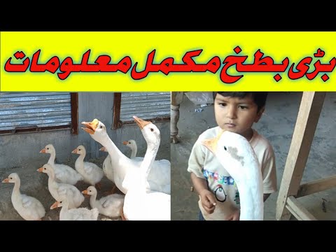 information about duck urdu/hindi بطخ کی معلومات/ white big duck/ ducks egg hatching days/saadmalik