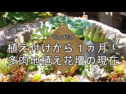 Vlog138 多肉植物 植え付けから１ヵ月 多肉地植え花壇の現在 地植え多肉 Youtube