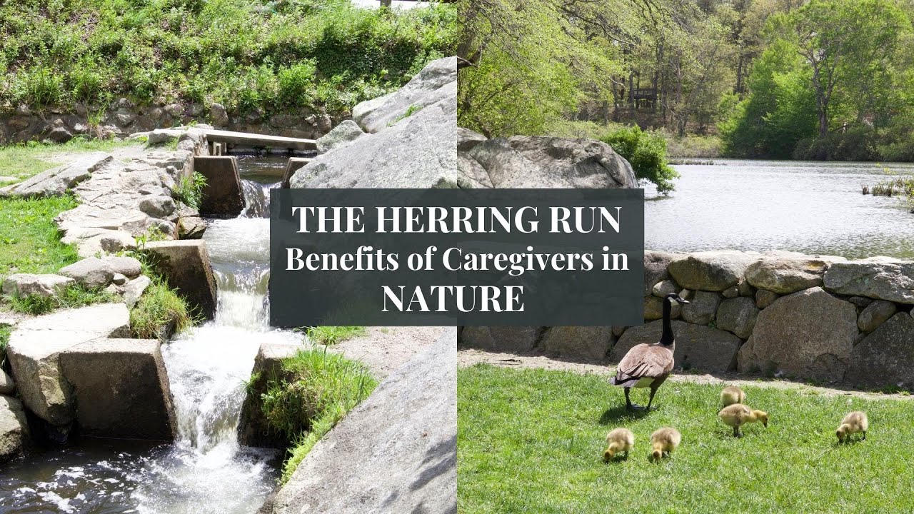 Benefits Of Caregivers Getting Out In Nature | The Herring Are Running!