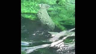 Over 700 Manatees at Blue Spring State Park today! #shorts | Blue Spring State Park | Manatees by CampTravelExplore 1,621 views 2 years ago 30 seconds