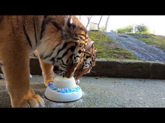 Amur Tiger Brothers Enjoy Two Birthday Cakes class=