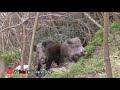 Wild Boar Hunting in Turkey / KARADENİZ'DE DOMUZ AVI