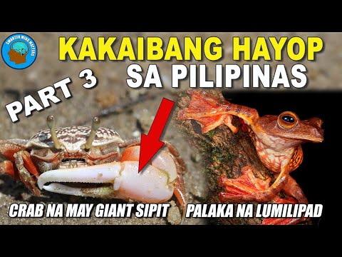 Video: Kamangha-manghang mga insekto - mga alakdan