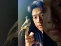Anak kutilang diserang anak kucing#kicaumania #hewan #kucing