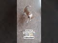 Tommy Non Veg Khati MiniVlog 37 Funny Pets Dog Puppy Adorabledog Shorts Viral 