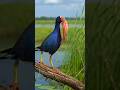 beautiful bird fishing in the rain #birds #rain
