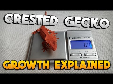 Crested Gecko Growth Chart