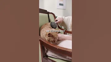 КАК ИЗВИНИТЬСЯ ПЕРЕД КОШКОЙ