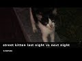Street Kitten I Encountered Last Night