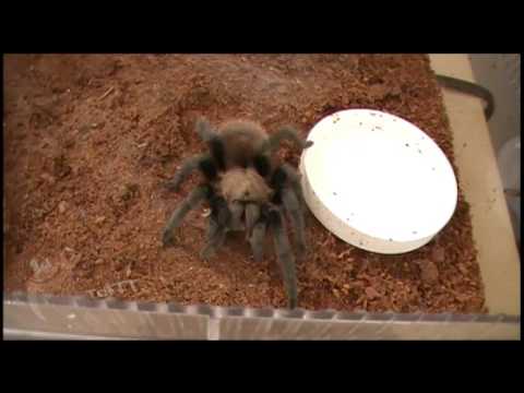 Aphonopelma Hentzi Texas Brown Tarantula Youtube