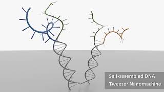 Self-assembled DNA Tweezer Nanomachine