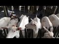 Доение коз в доильном зале.