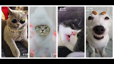 Động vật hài hước. Funny Animals #37