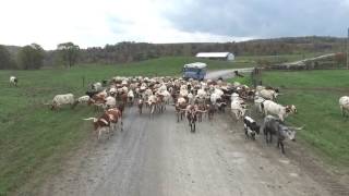 Longhorns Head To Tail Tours of Dickinson Cattle Co. by dickinsoncattle 11,910 views 8 years ago 4 minutes, 43 seconds