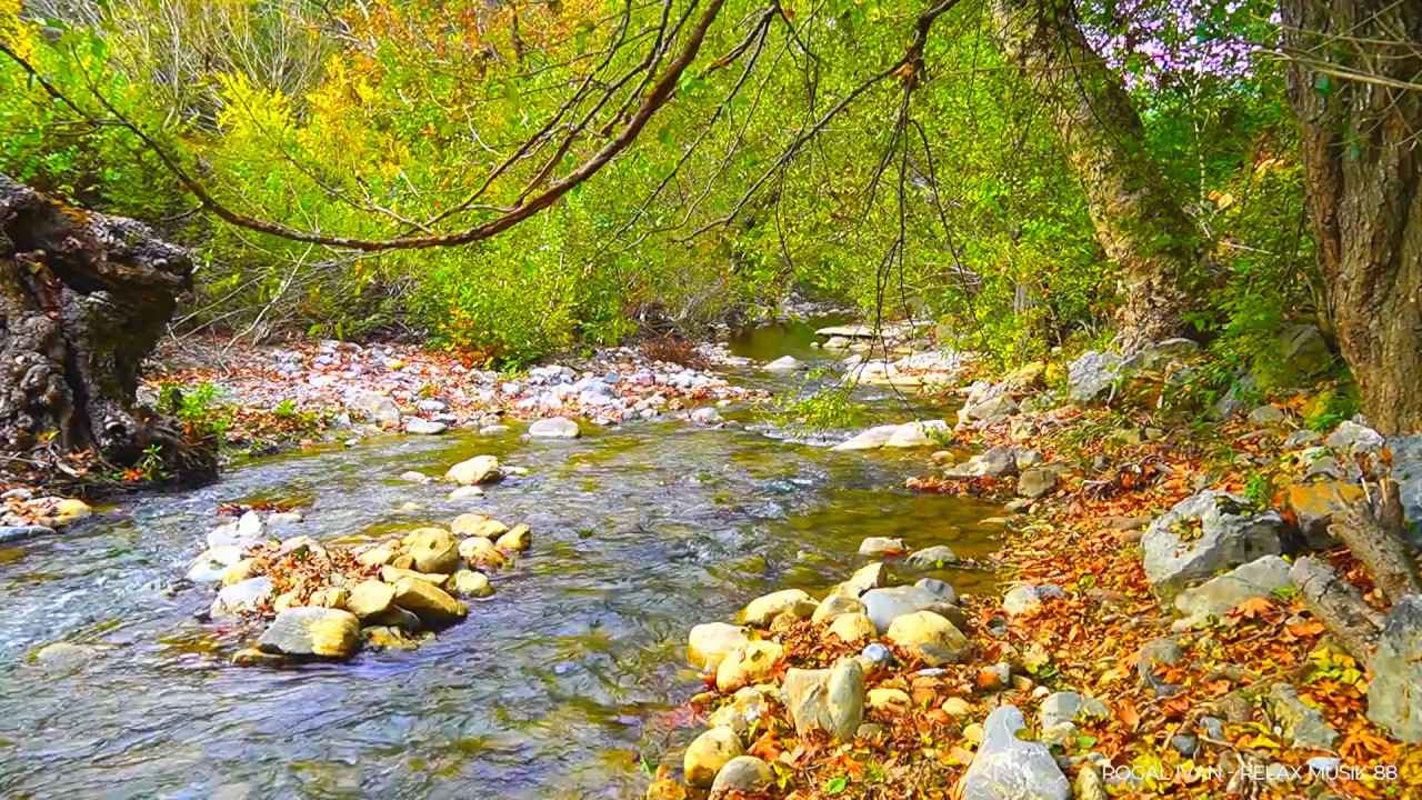 Просто шум воды. Зашумели воды быстрого ручья. Журчание ручья и пение птиц. Звуки ручья в лесу. Журчание реки.