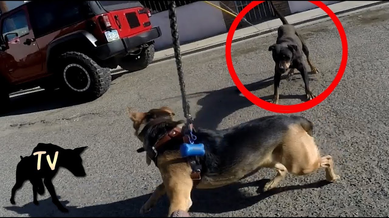 Stray Rottweiler Attacks & Bike Breaks | Baja Dog Vlog Clips - YouTube