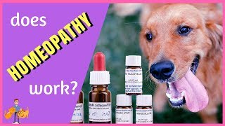 Does Homeopathy Work in Pets?