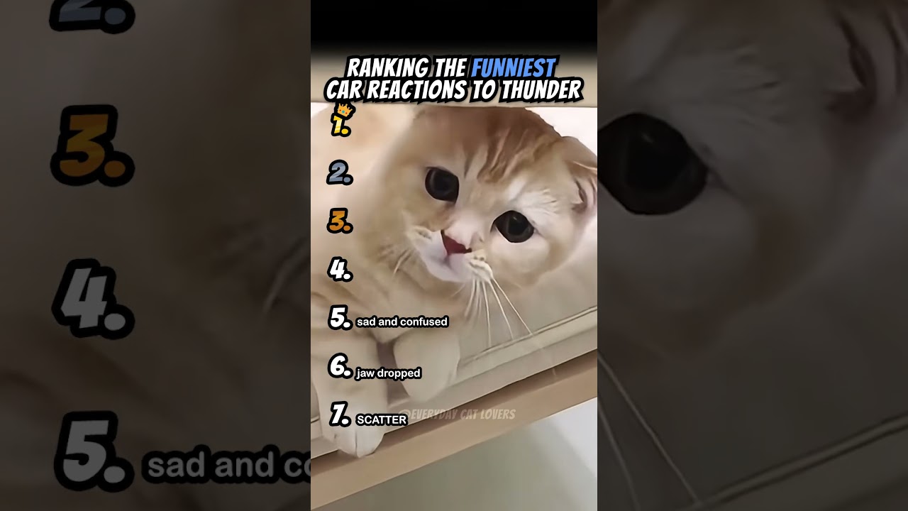 Ranking Funniest Cat Reactions To Thunder Part 1 #shorts #catshort #catrank #ranking