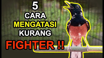 5 Cara Mengatasi MURAI BATU Kurang FIGHTER Yang AMAN dan EFEKTIF