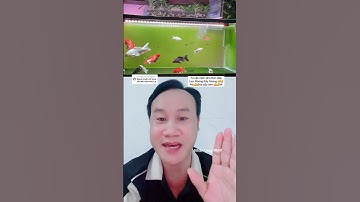 Bài thuốc trị bệnh cho cá Koi + Chép Phi Tần.