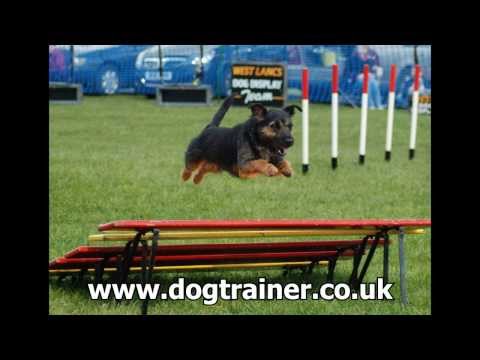 puppy-training-classes-liverpool,-dog-training-classes-liverpool,-www.dogtrainer.co.uk