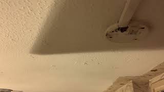 IMG 6930 21:33 27 SEP 2026 BANNING MY CEILING