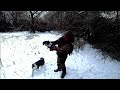 Спасение хищника! Охота на фазана, зайца!