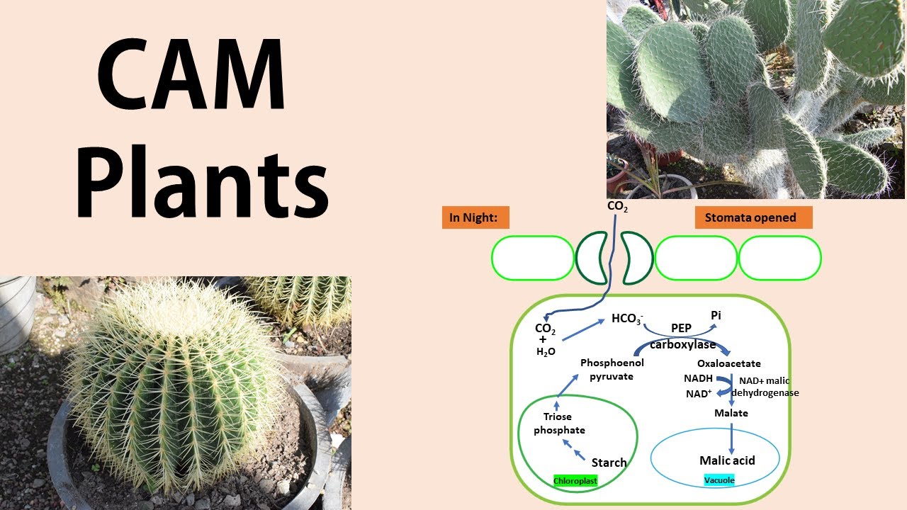 14 CAM plants YouTube