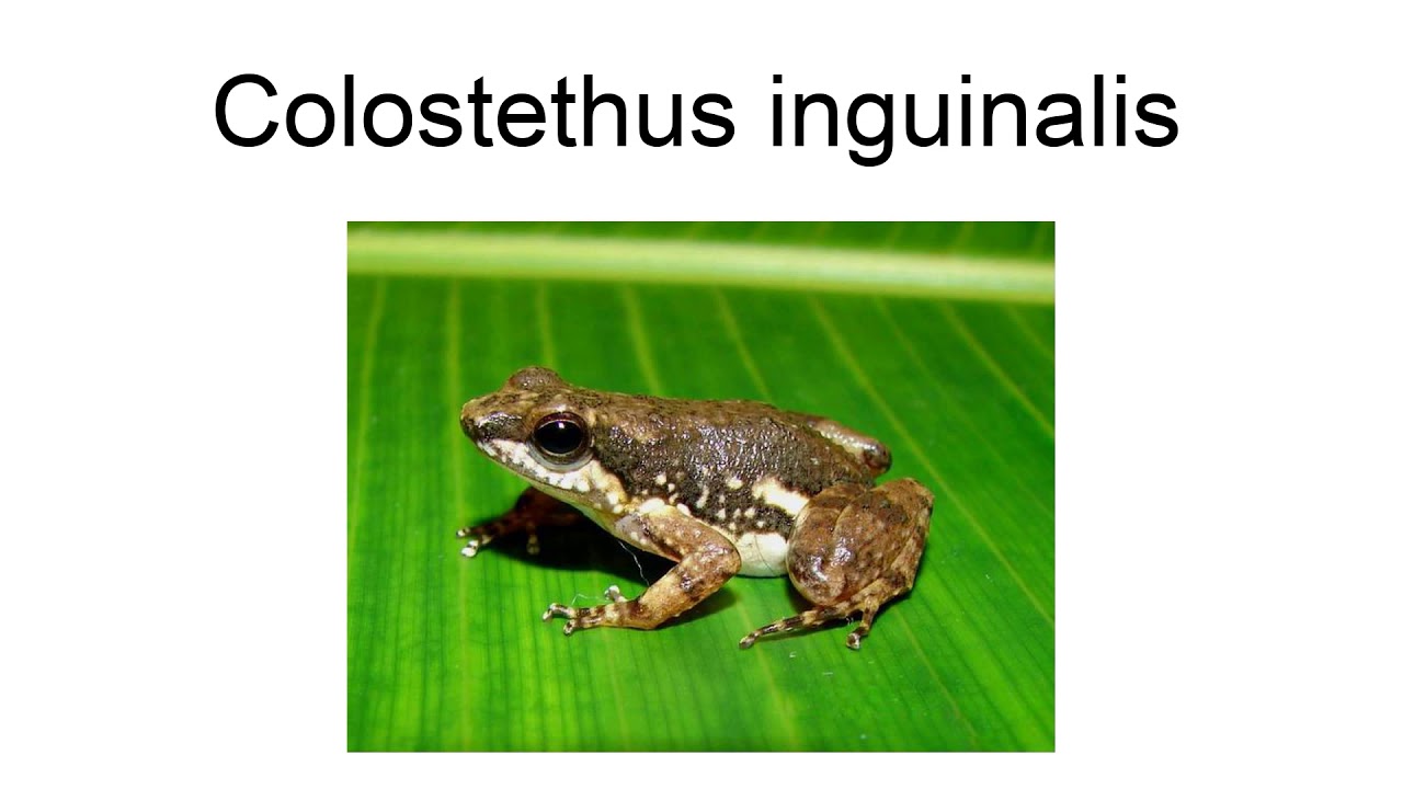 Colostethus Inguinalis