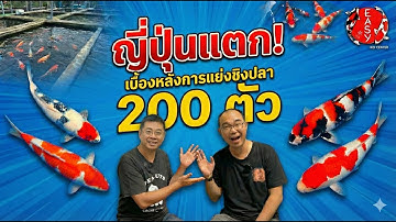 ญี่ปุ่นแตก! เบื้องหลังการแย่งชิงปลา 200 ตัว ฝ่าดงดีลเลอร์ทั่วโลก เพื่อสิ่งนี้...