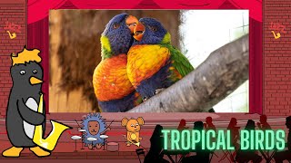 Jazz Baby: Tropical Birds by Oxbridge Baby