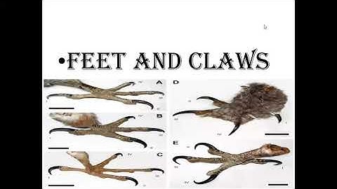 BIRDS- Beaks  and Claws class 4 (part 2)