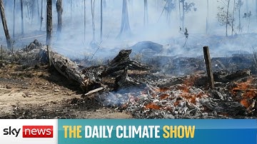 Amazon deforestation warnings hit record levels