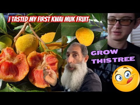 I finally Got To Taste Kwai Muk Fruit. Grow This Tree!