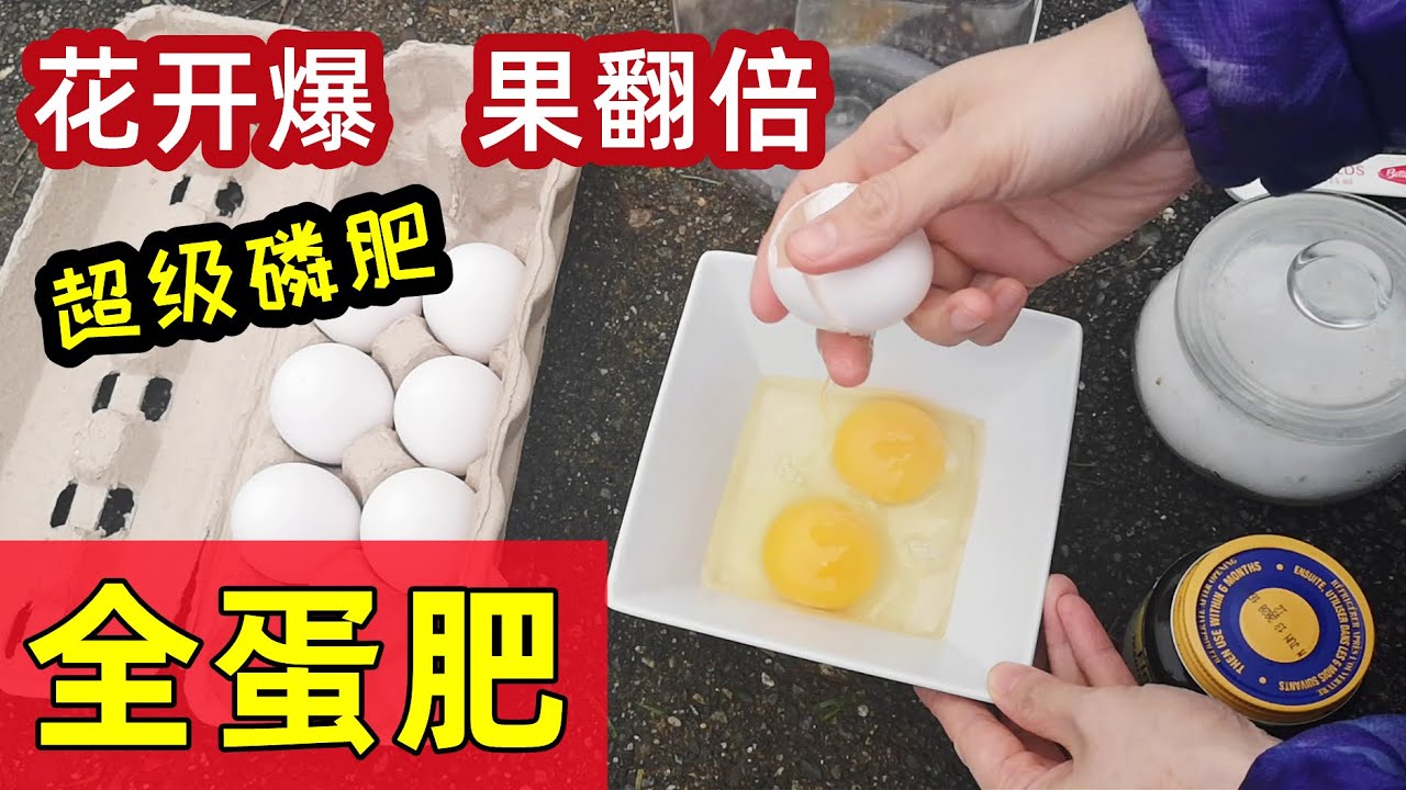 用整个鸡蛋做养花种菜的肥料🥚效果意想不到 Whole egg as fertilizer for plants YouTube