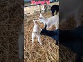Baby7 love💕 GOAT #love#goat#youtubeshorts 💕@naxBiggio74MEF3