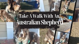 Dog Facts 101 | Take A Walk With An Australian Shepherd