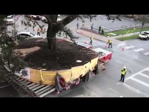 Video: Որքա՞ն մեծ են բաոբաբի ծառերը: