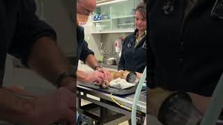 Rescued Dingo duo find haven at Healesville