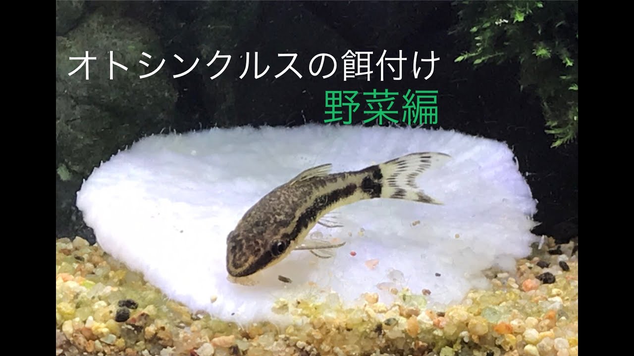 オトシンクルスの餌付け Part2 野菜編 How To Feed Otocinclus With Vegetables Youtube