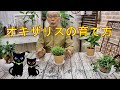 オキザリス（カタバミ）の育て方