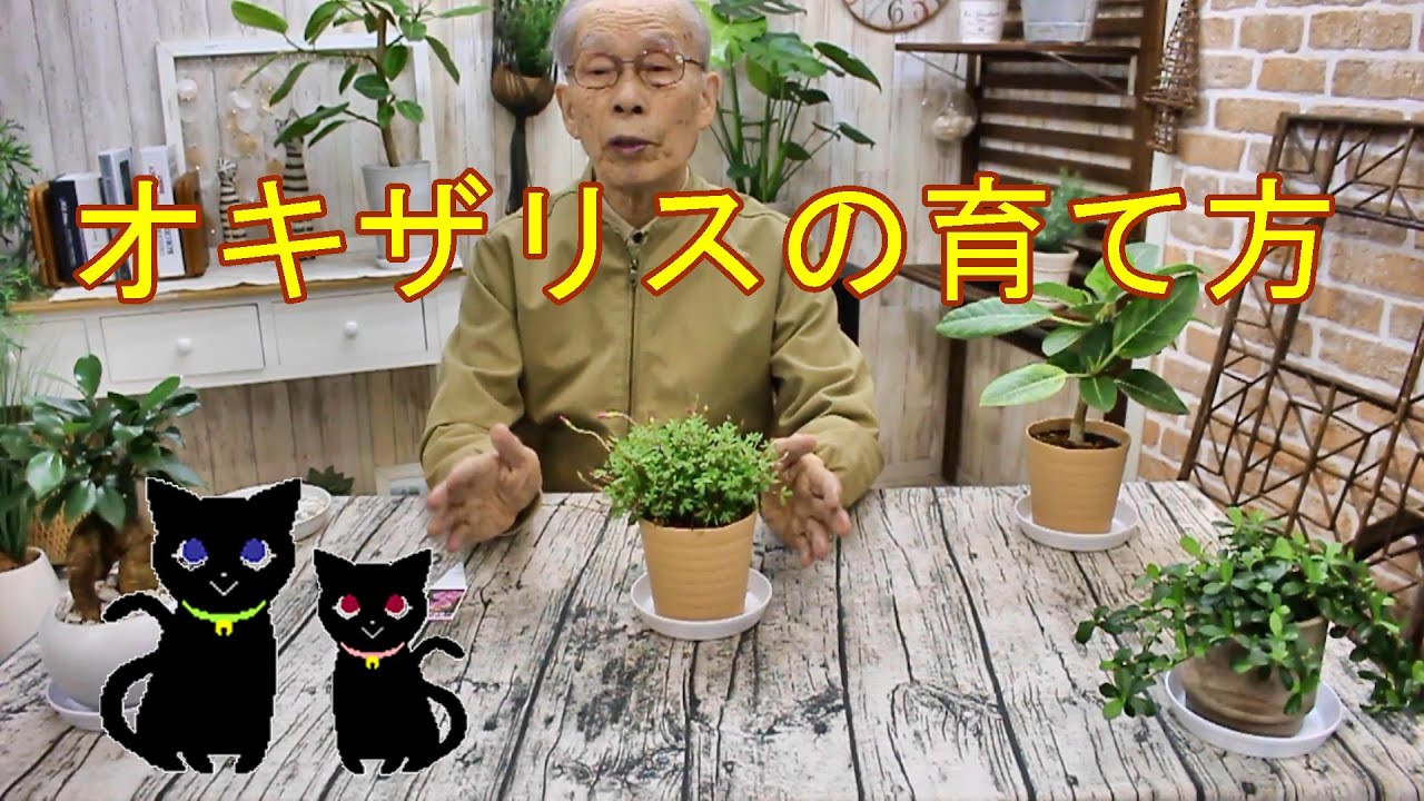 オキザリス（カタバミ）の育て方