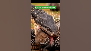 "Unbelievable! Python Attacks a Porcupine – But Nature Has a Painful Surprise!" #viralstory #viral