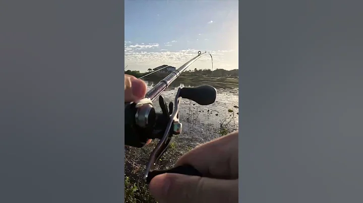 Big Florida Largemouth Bass Explodes on a Topwater Frog #shorts