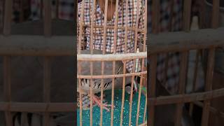 farmy chakor lalukhet Sunday birds market Karachi #birds #birdsmarket