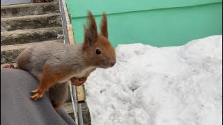 Опять гуляем без поводка😅 Рич испугался и застрял на дереве🙄 Не забывай про описание к ролику👇😊